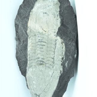 Fossile d’Illaenus giganteus, Silurien inférieur du Maine-et-Loire, Région d’Angers.