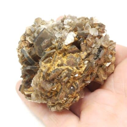 Muscovite, Yate Brooks farm, Cleveland, Caroline du Nord, USA (États-Unis).