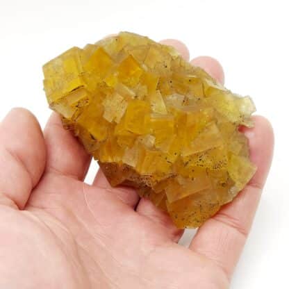 Fluorite jaune, Gersdorf, Mittelsachsen, Saxe, Allemagne.