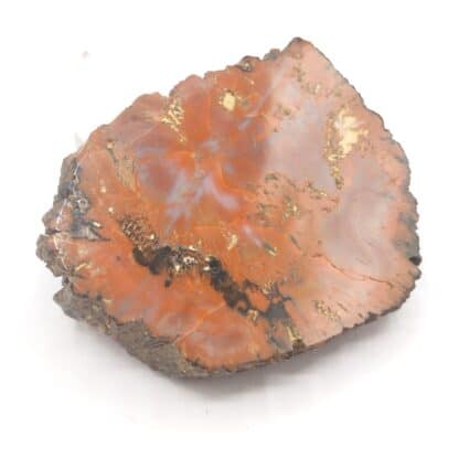 Agate (Jaspe), Petrified Forest, Arizona, USA (États-Unis).