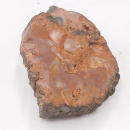 Agate (Jaspe), Petrified Forest, Arizona, USA (États-Unis).