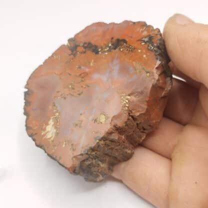 Agate (Jaspe), Petrified Forest, Arizona, USA (États-Unis).