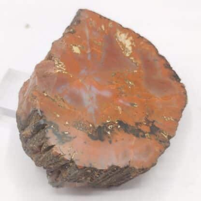 Agate (Jaspe), Petrified Forest, Arizona, USA (États-Unis).