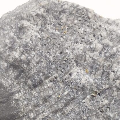 Dolomite & Pyrite dans Polypier fossile, Glageon, Nord.