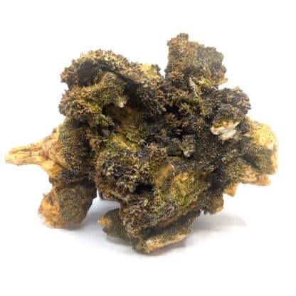 Pyromorphite, Mine des Farges, Ussel, Corrèze, Limousin.